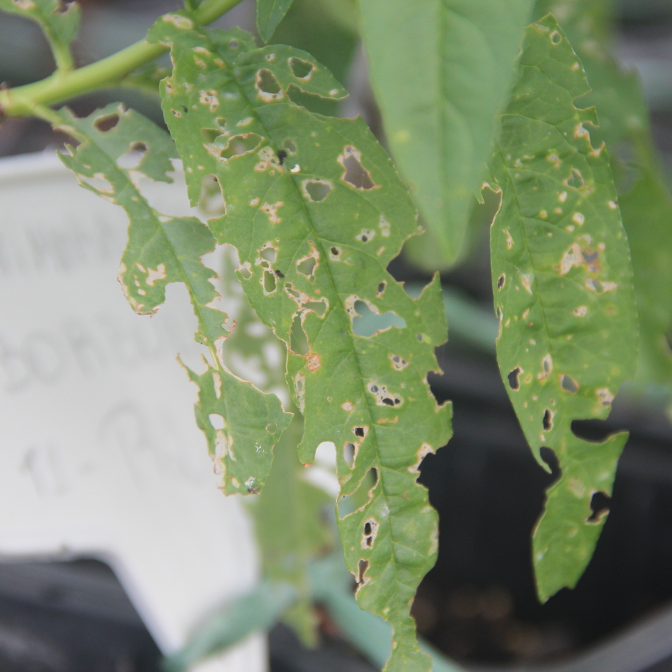 O Poder da Borra de Café e Cascas de Ovo no Controle de Lesmas