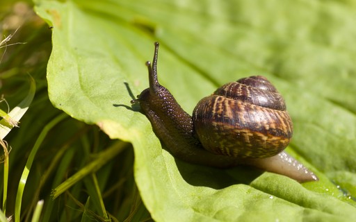 Guia Completo de Plantas que Repelam Lesmas e Caramujos