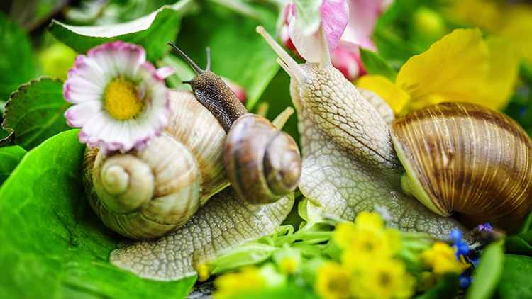 O Poder da Borra de Café e Cascas de Ovo no Controle de Lesmas