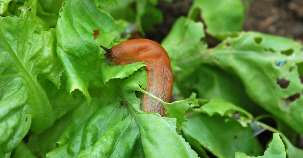 Soluções Naturais para Proteger Suas Hortaliças de Lesmas