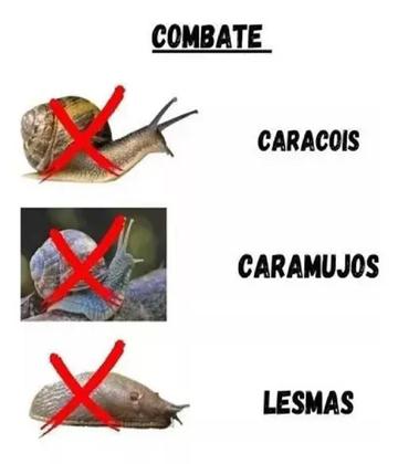 5 Dicas Rápidas para Afastar Lesmas da Sua Horta