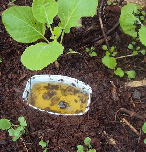 Guia Completo de Plantas que Repelam Lesmas e Caramujos