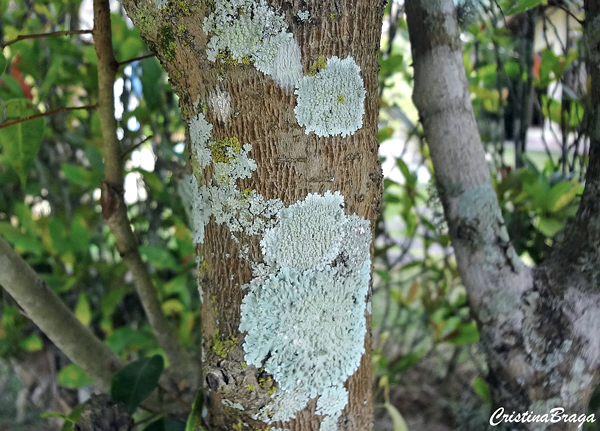 Liquens em árvores famosas