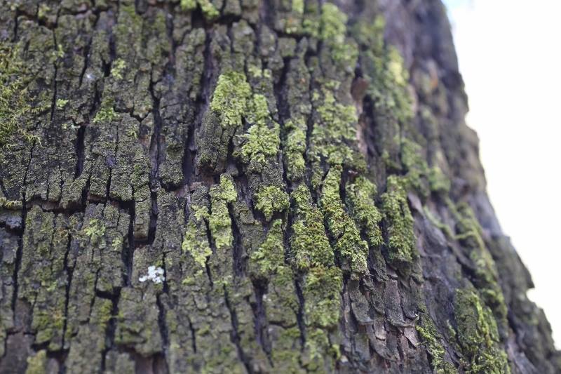 Guia Completo: Como Identificar Líquens Bioindicadores de Ar Puro