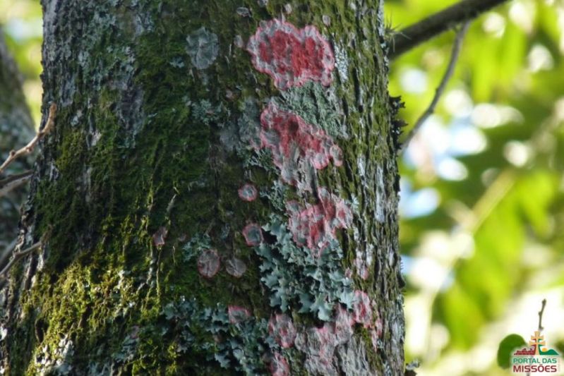 Além do Verde: Conheça o Líquen Vermelho e sua Importância Ecológica