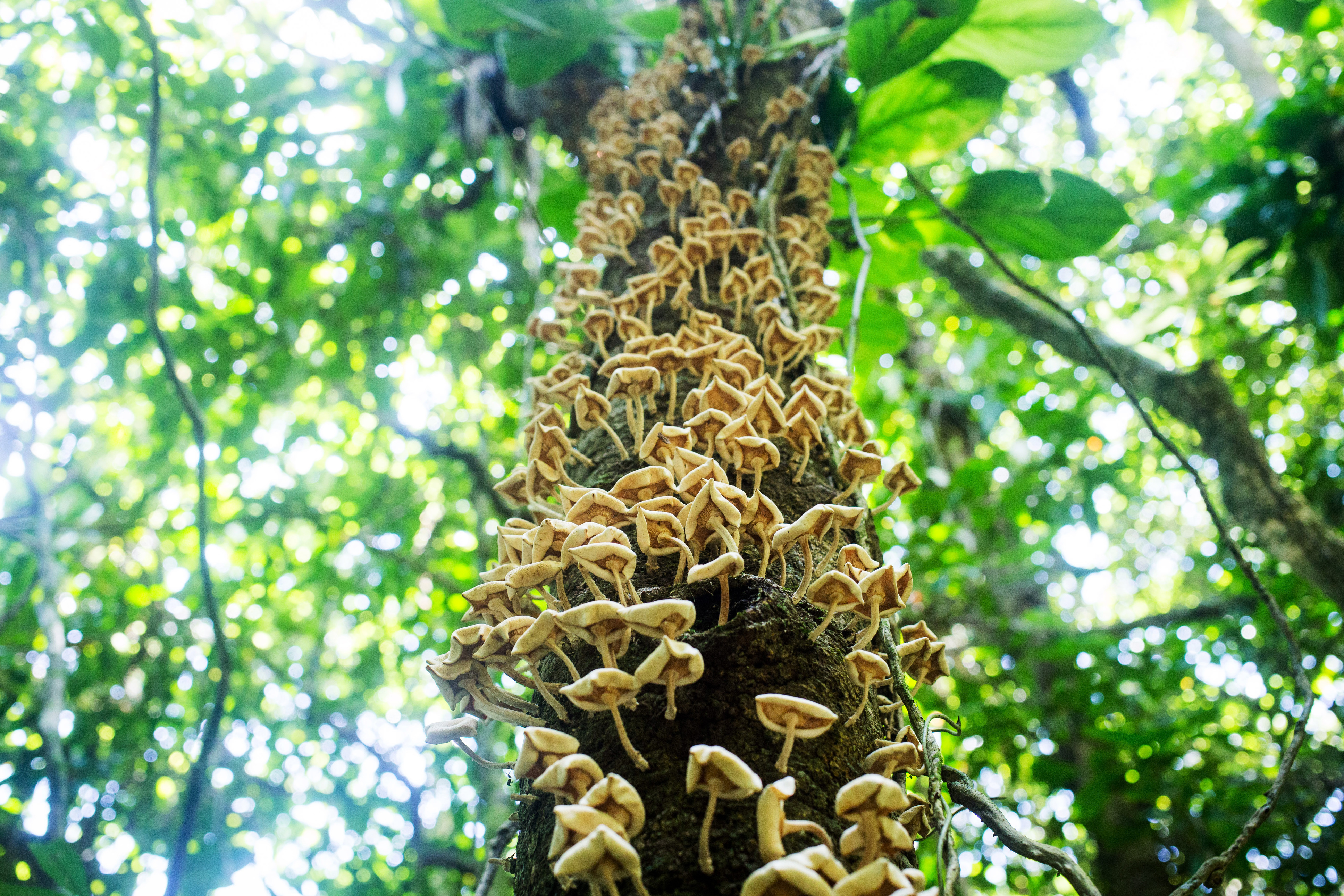 Além do Verde: Conheça o Líquen Vermelho e sua Importância Ecológica