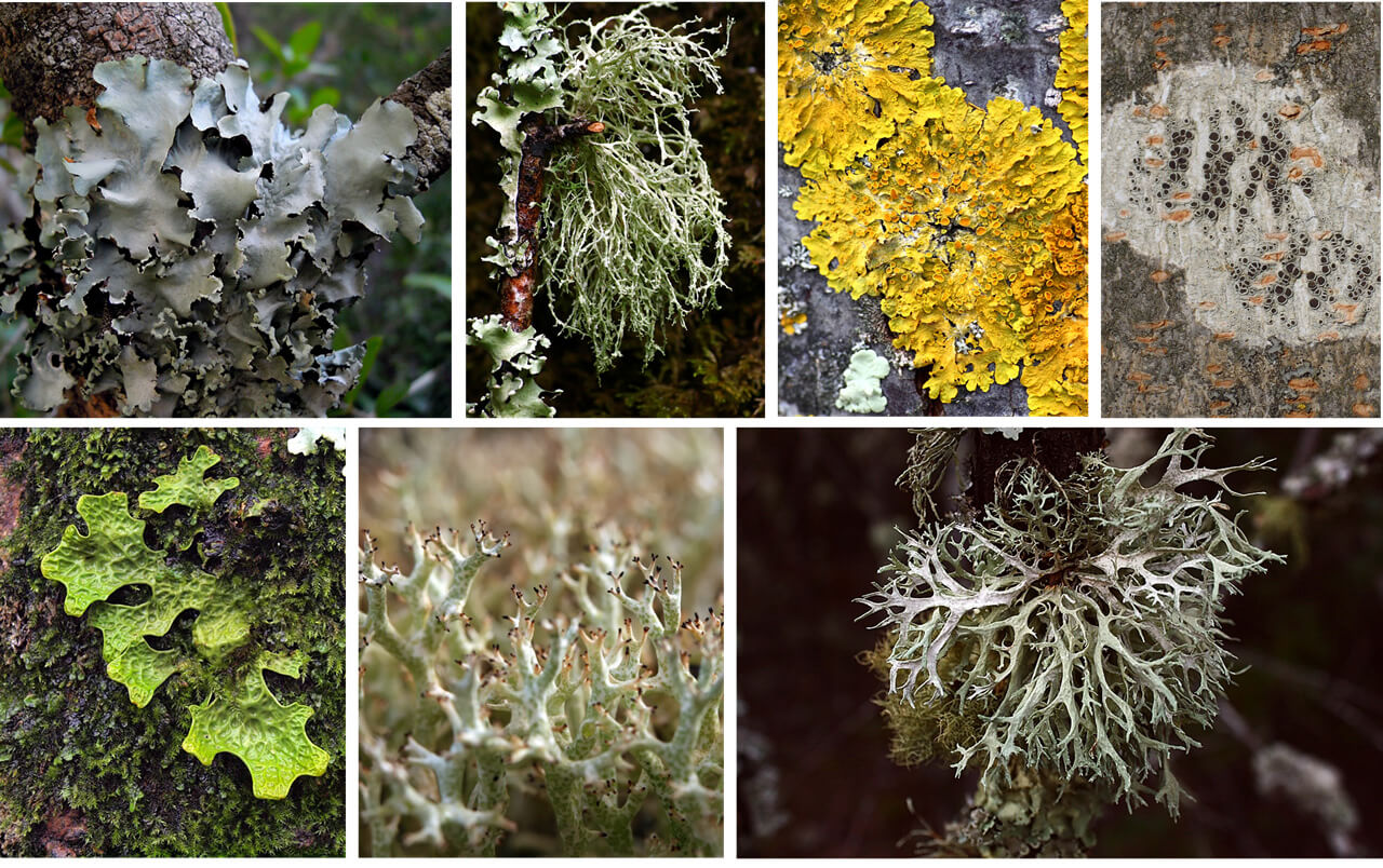 Os Líquens Não Prejudicam as Árvores: Entenda a Simbiose Perfeita