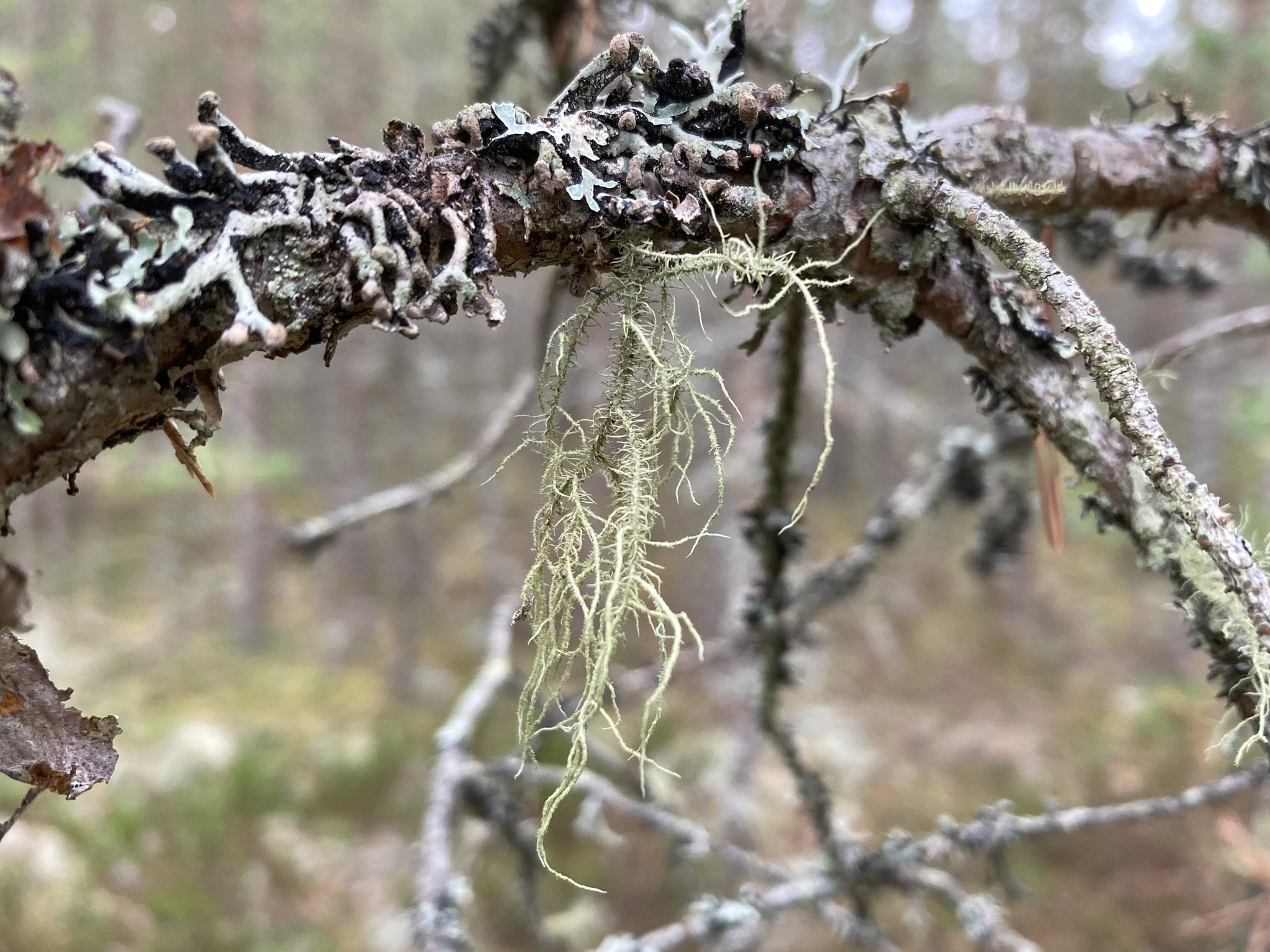 Líquen Barba-de-Velho: Misticismo e Indicador Ambiental nas Araucárias