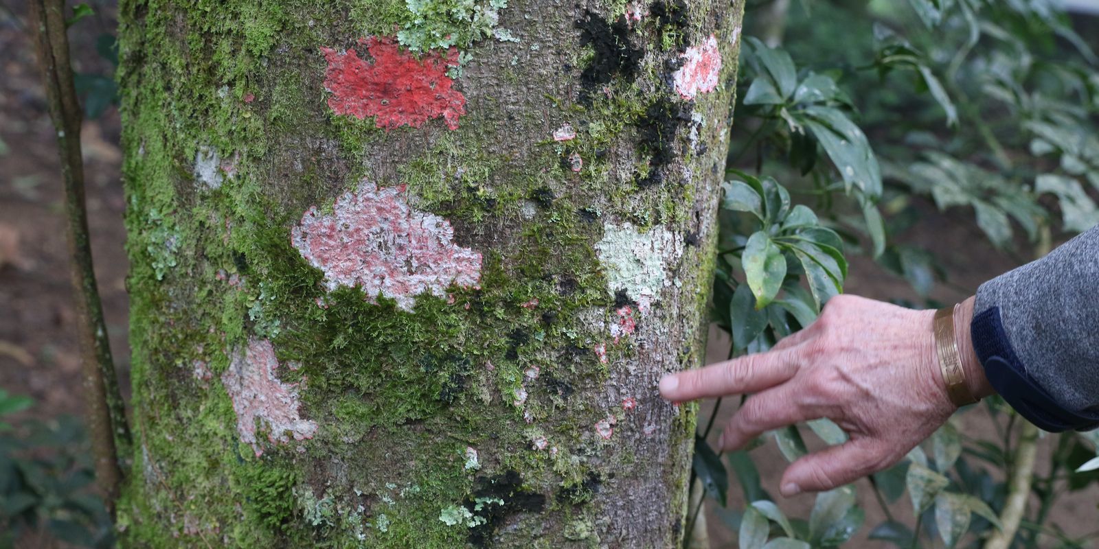 Líquen Barba-de-Velho: Misticismo e Indicador Ambiental nas Araucárias
