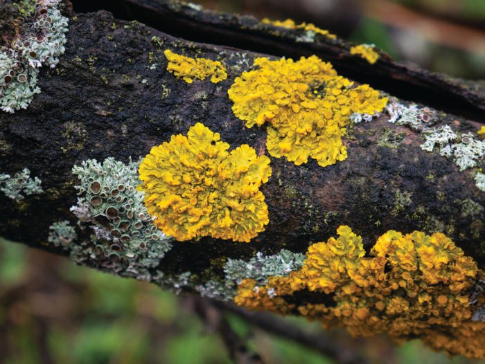 Além do Verde: Conheça o Líquen Vermelho e sua Importância Ecológica