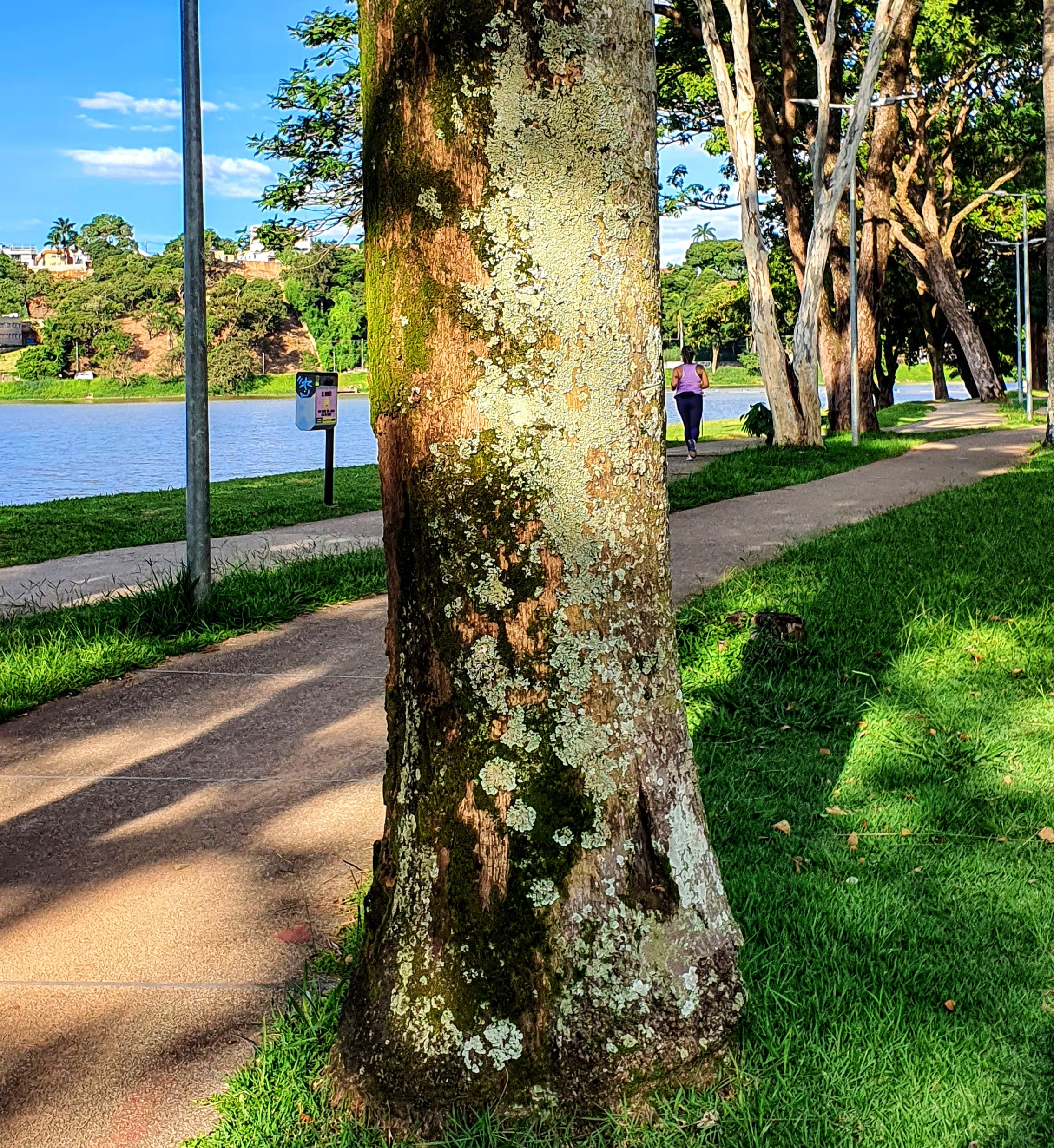 Guia Completo: Como Identificar Líquens Bioindicadores de Ar Puro