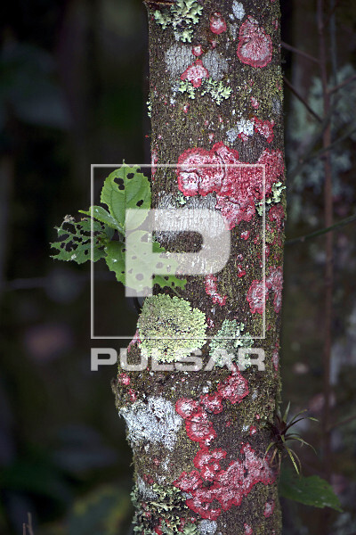 Os Líquens Não Prejudicam as Árvores: Entenda a Simbiose Perfeita