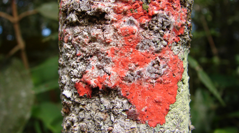 Descubra os Parques Nacionais do Brasil Onde os Líquens Florescem