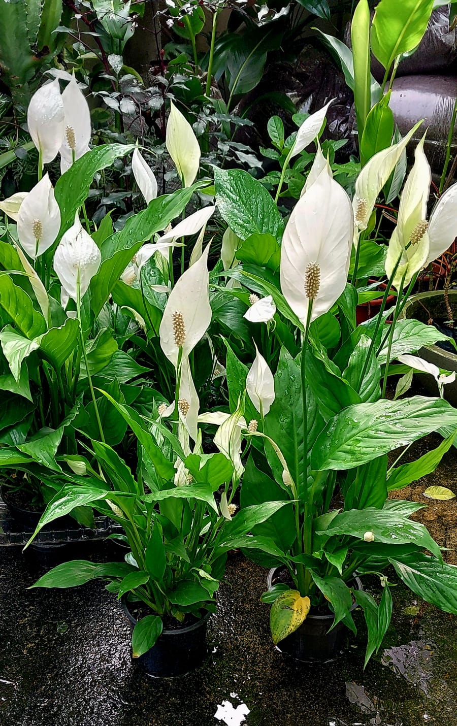 5 Dicas Essenciais para Fazer seu Lírio da Paz Florescer