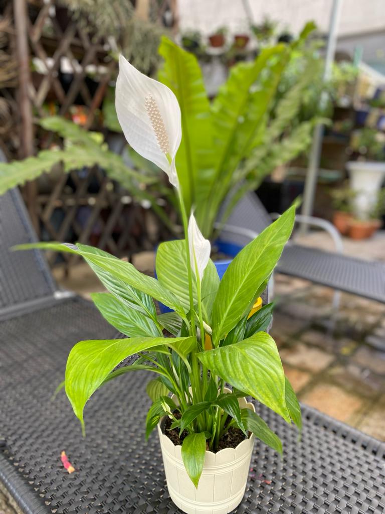 Lírio da Paz: O Guia Completo de Cuidados para Iniciantes