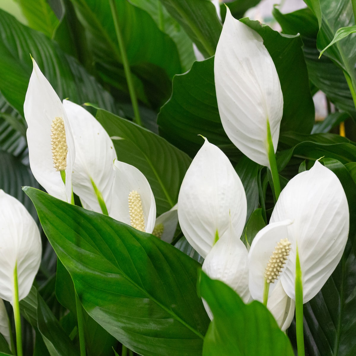 Entenda o Simbolismo do Lírio da Paz e Sua Energia no Ambiente