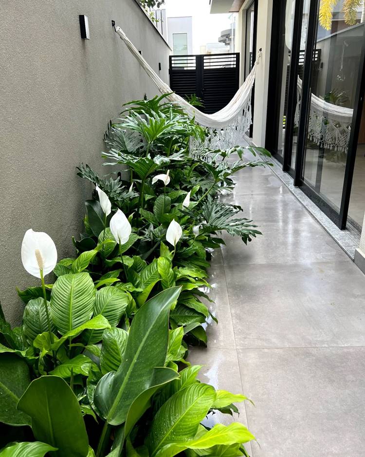 Lírio da Paz: O Guia Completo de Cuidados para Iniciantes