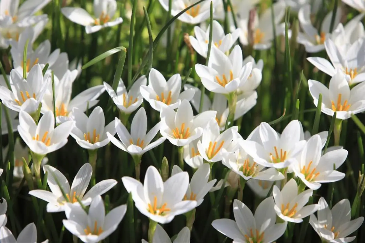 Zephyranthes candida