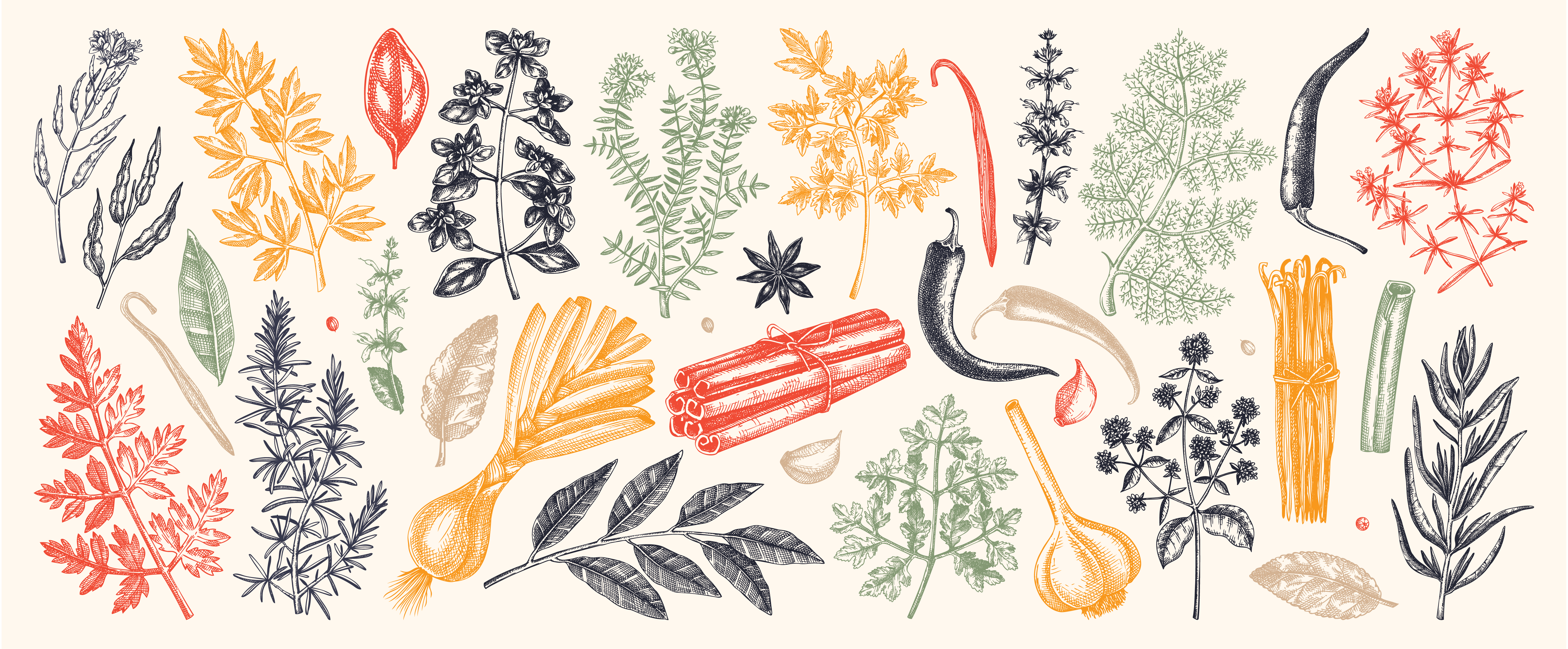 Como cultivar manjericão em vaso: guia passo a passo