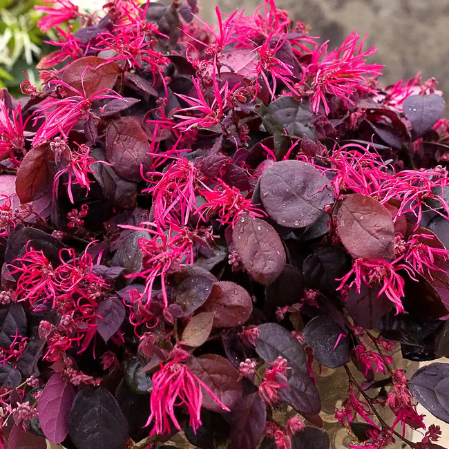 Loropetalum Rubro