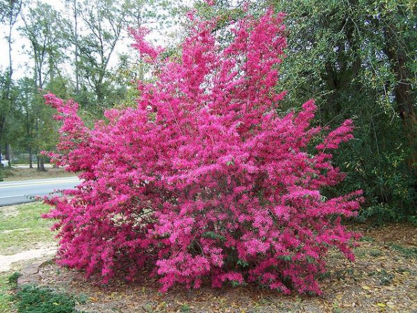Loropetalum Chinense var. rubrum