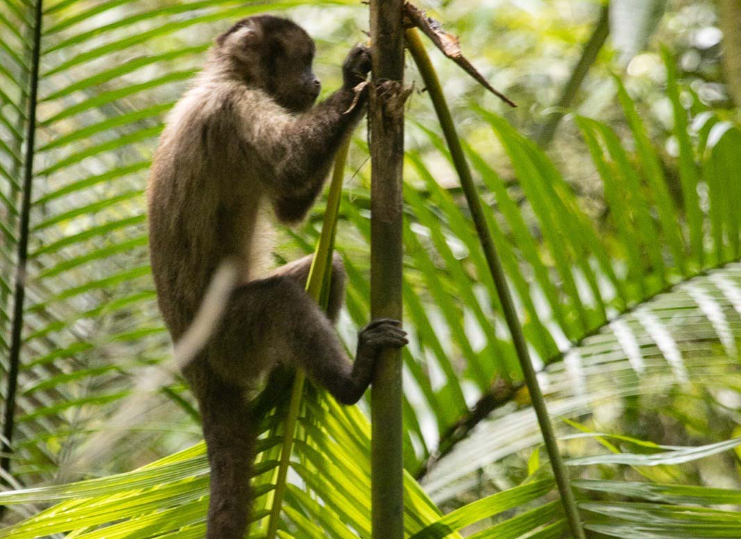 Macaco-prego e as palmeiras