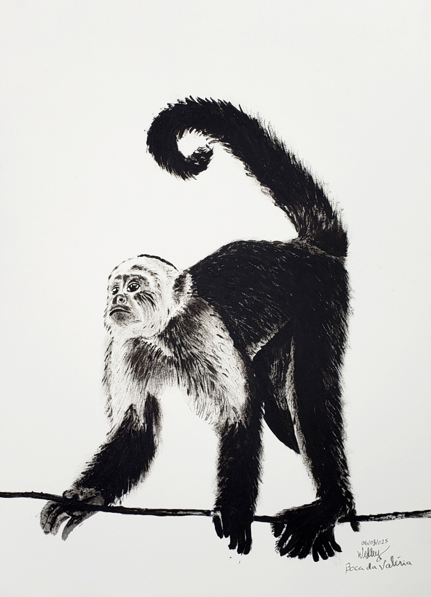 1. O que é o 'Colapso da Juçara' e como os macacos-prego contribuem para ele?