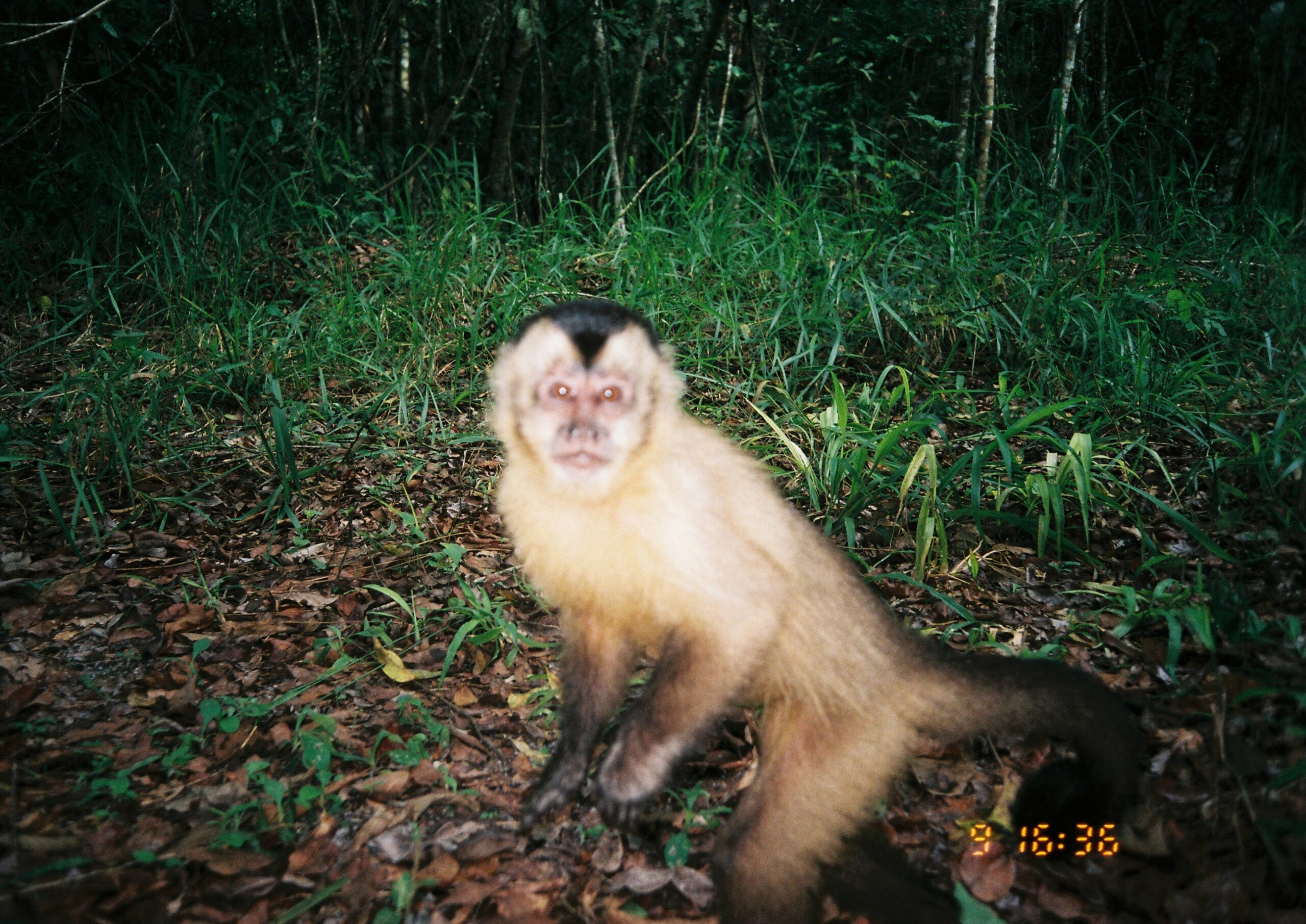 3. A Importância da Dispersão de Sementes por Primatas na Mata Atlântica