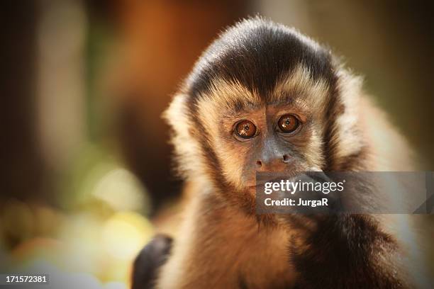 Macaco-prego e as palmeiras