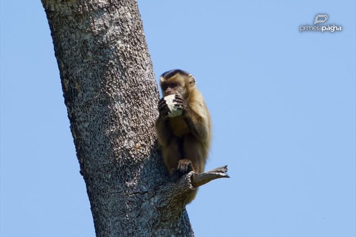 2. A Inteligência dos Macacos-Prego: Ferramentas e Estratégias de Sobrevivência