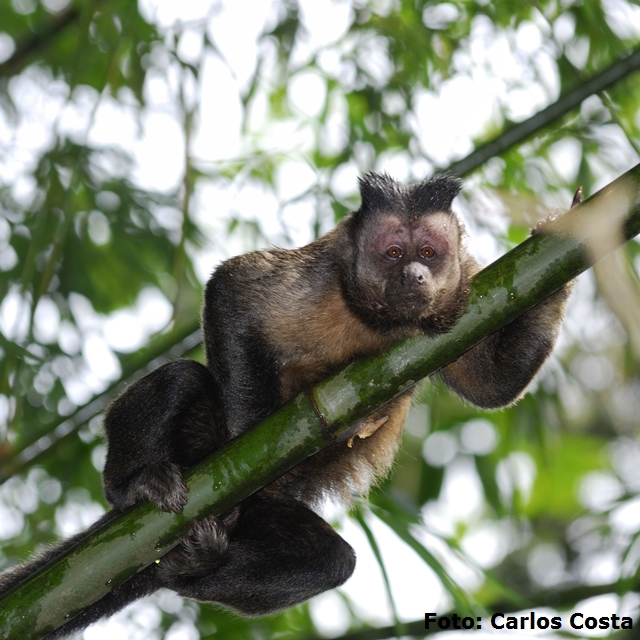 3. A Importância da Dispersão de Sementes por Primatas na Mata Atlântica