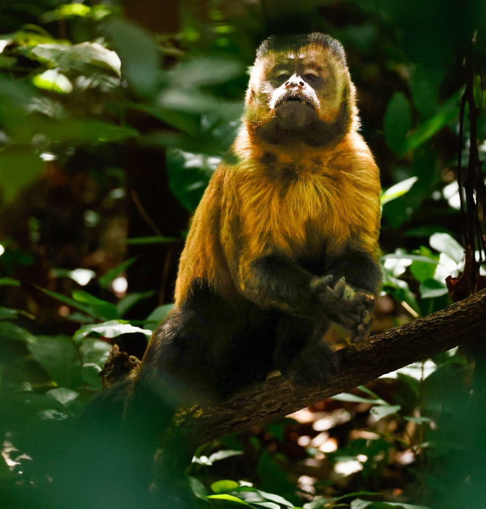 4. Predadores Naturais dos Macacos-Prego: Essenciais para o Equilíbrio Ecológico