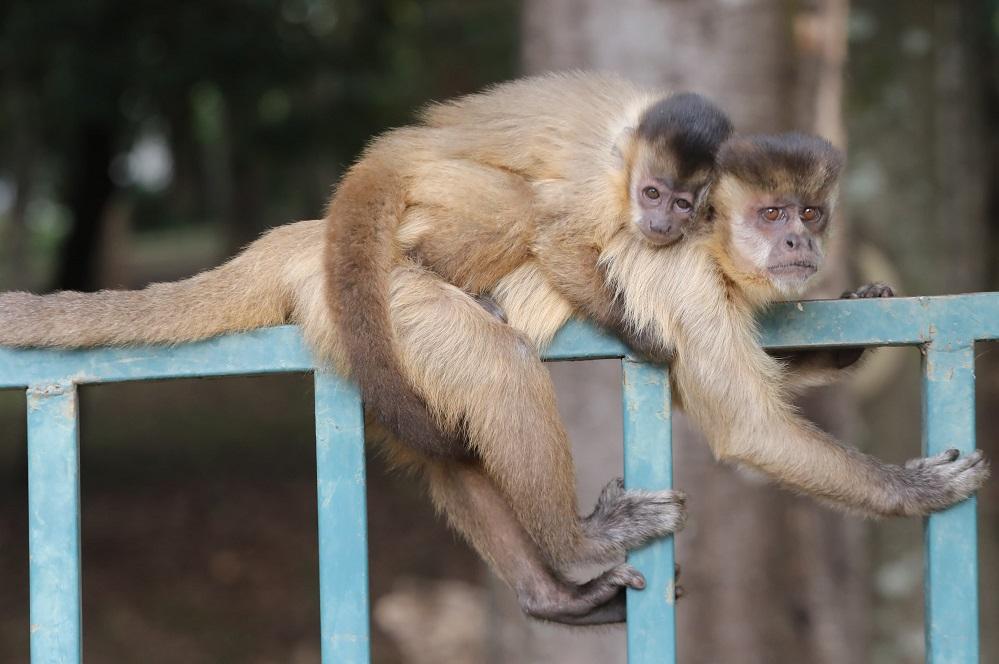 Macaco-prego e as palmeiras