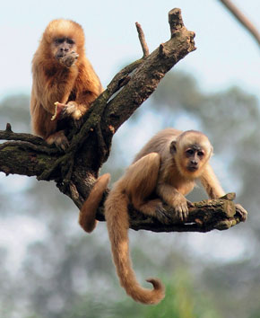 1. O que é o 'Colapso da Juçara' e como os macacos-prego contribuem para ele?