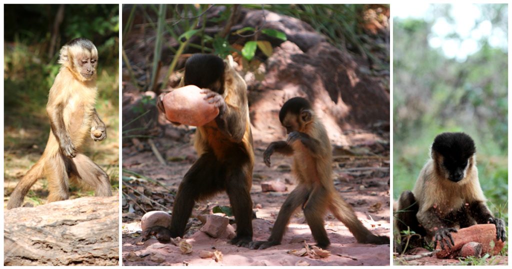 3. A Importância da Dispersão de Sementes por Primatas na Mata Atlântica