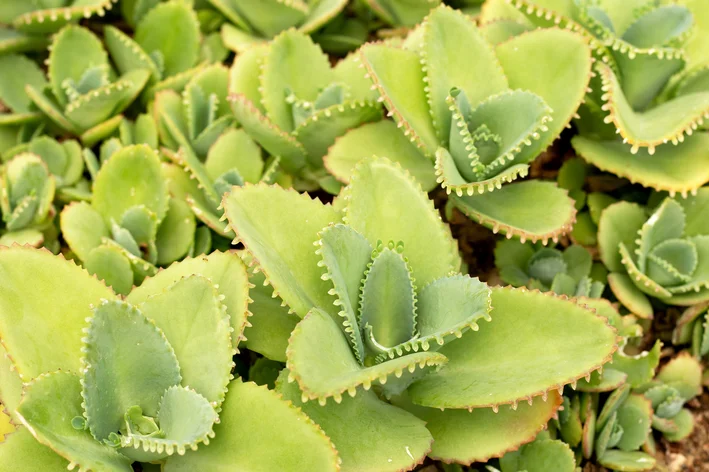 Kalanchoe daigremontiana cultivo
