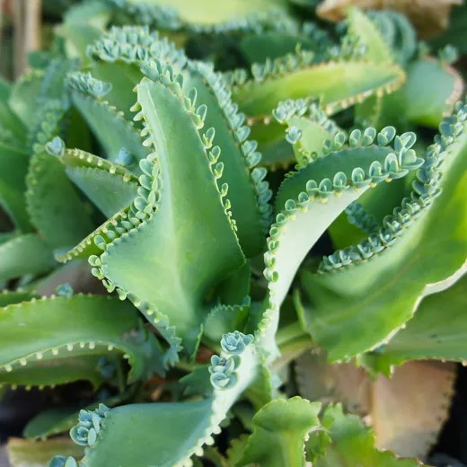 Planta mãe de mil cuidados
