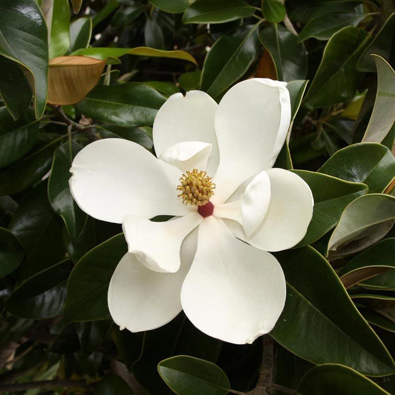 Magnólia Alba