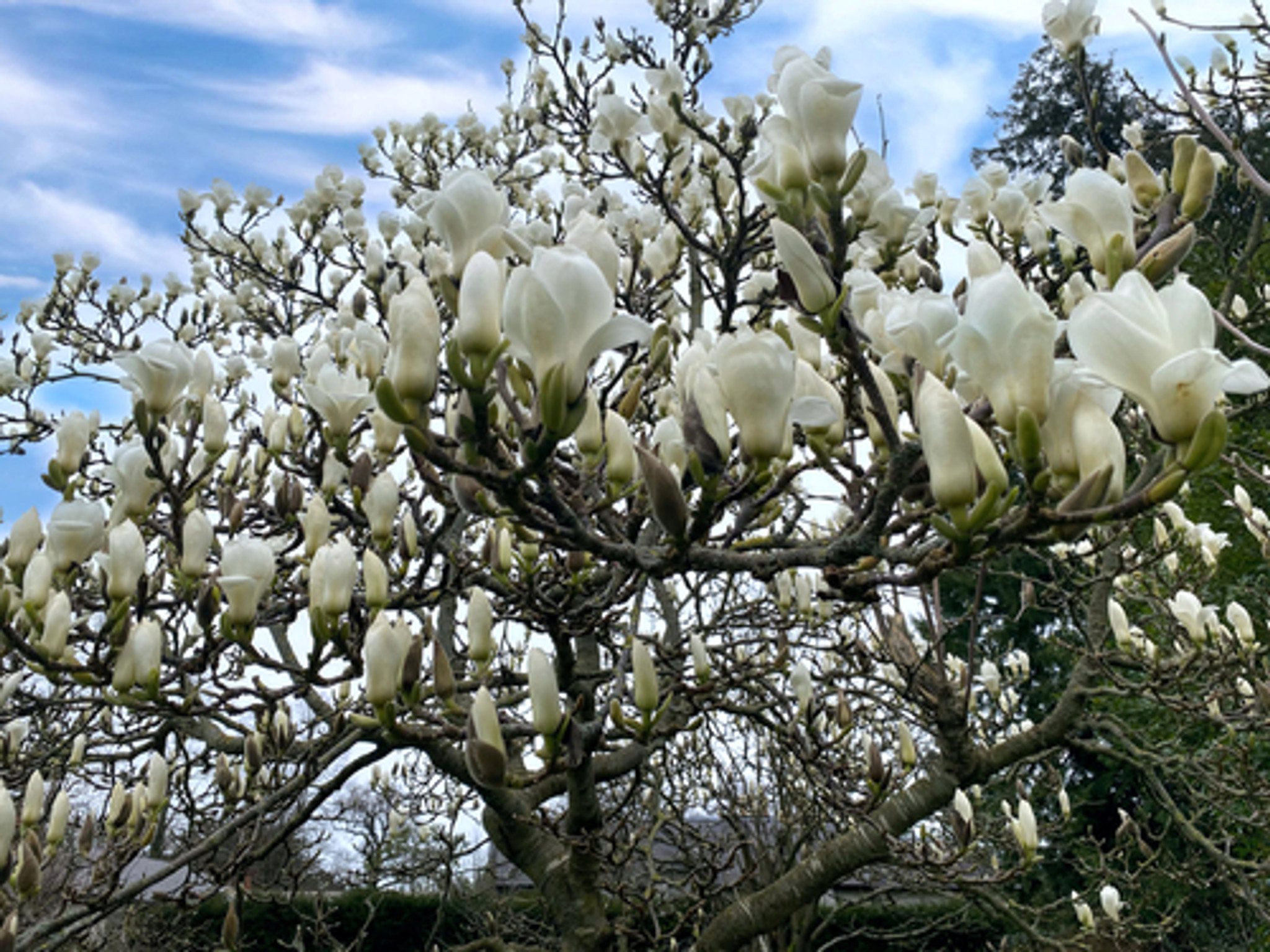 Magnólia Grandiflora Branca