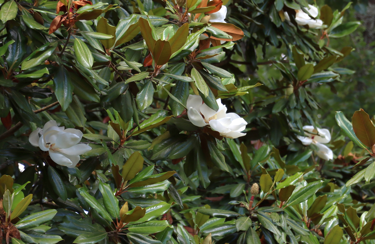 Magnólia Grandiflora Branca