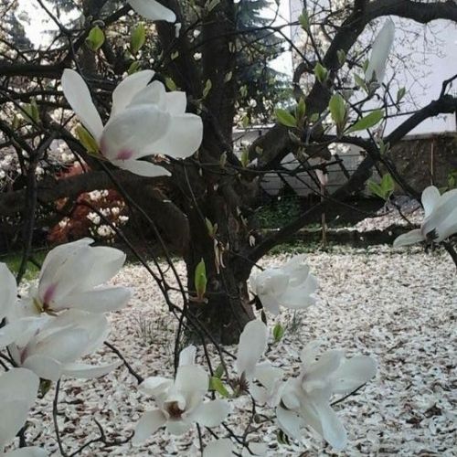 Magnólia Grandiflora Branca