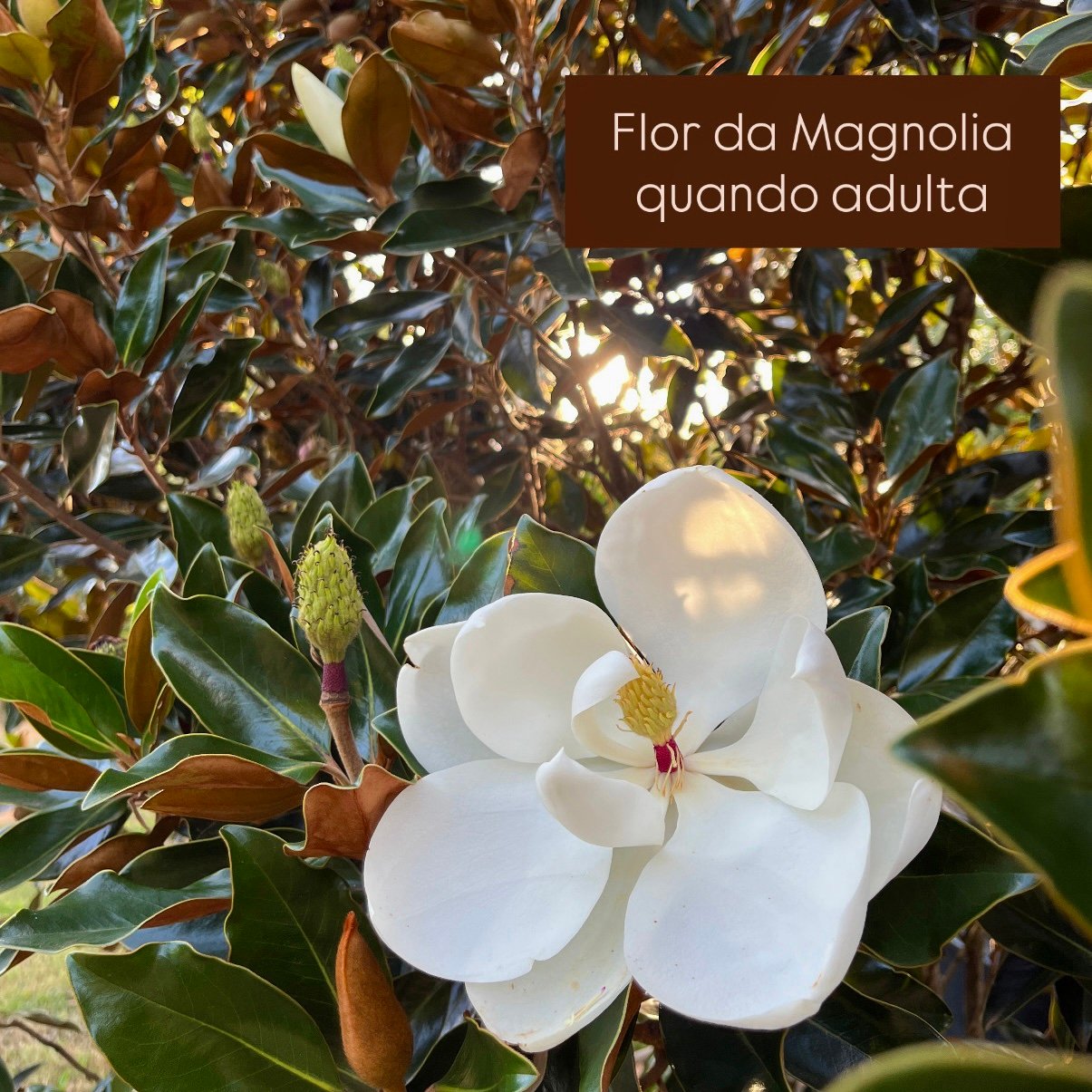 Muda de Magnólia Branca Enxertada