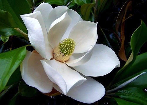 Magnólia Alba
