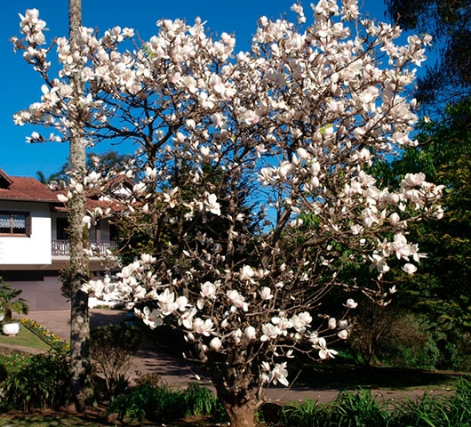 Magnólia Grandiflora Branca