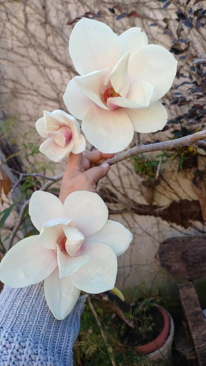 Magnólia Alba