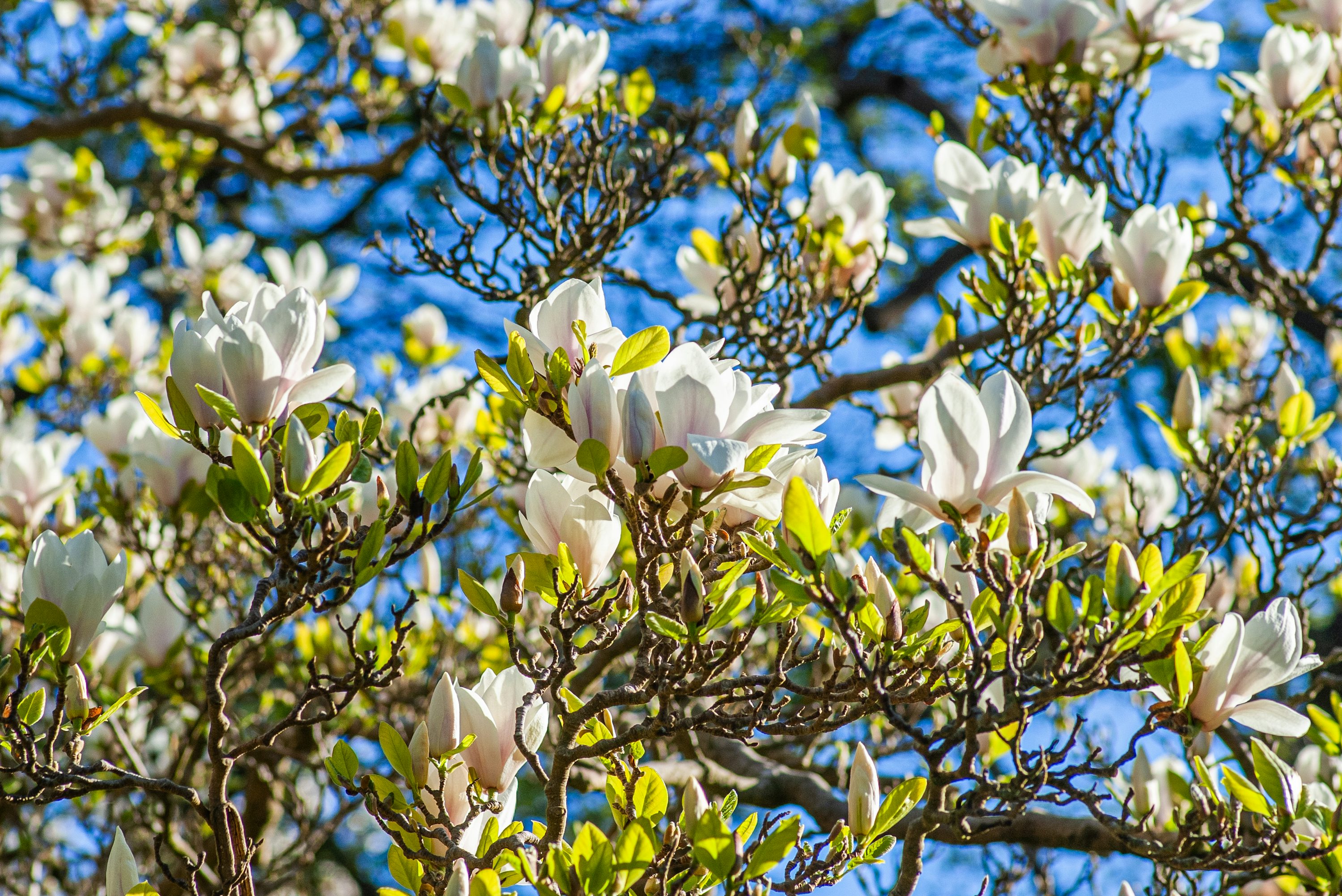 Magnólia Grandiflora Branca