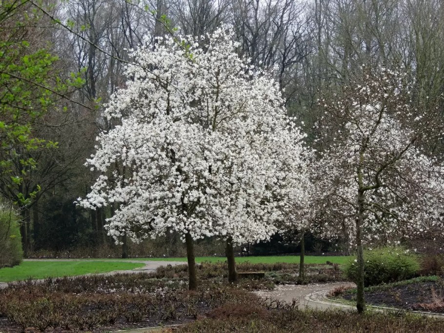 Magnólia Grandiflora Branca