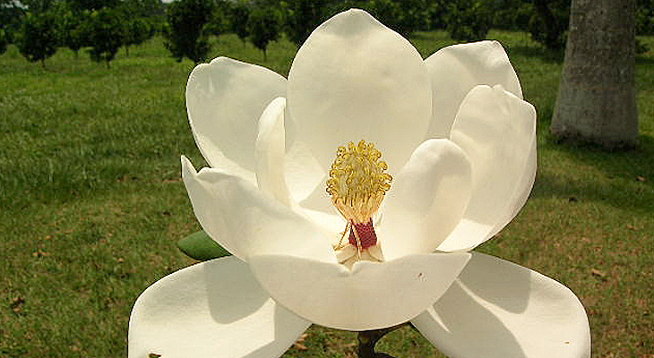 Magnólia Grandiflora Branca
