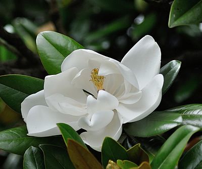 Magnólia Grandiflora Branca