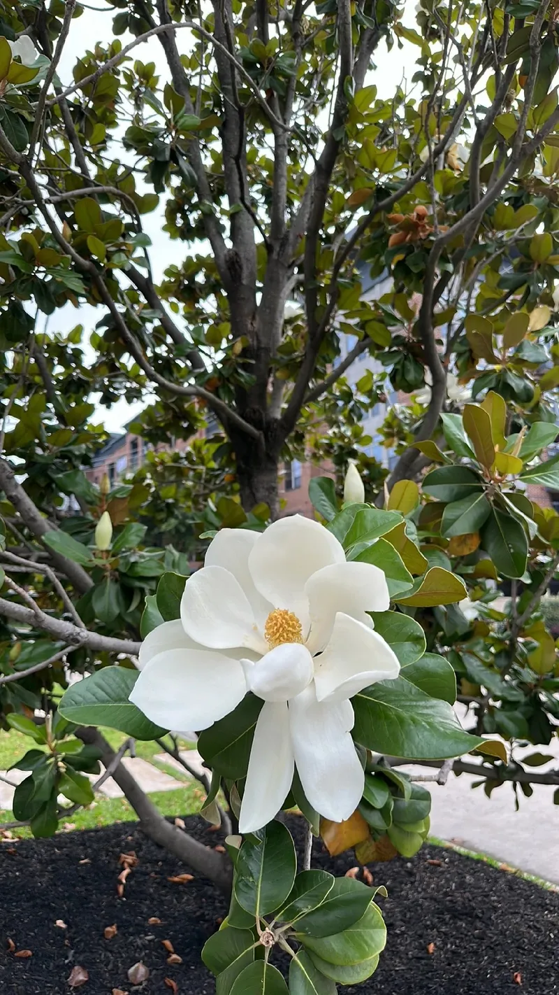 Magnólia Alba